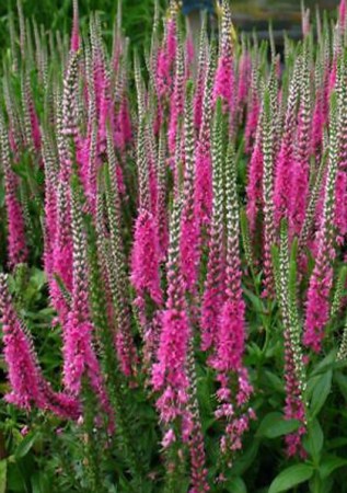 VERONICA longifolia Royal Pink